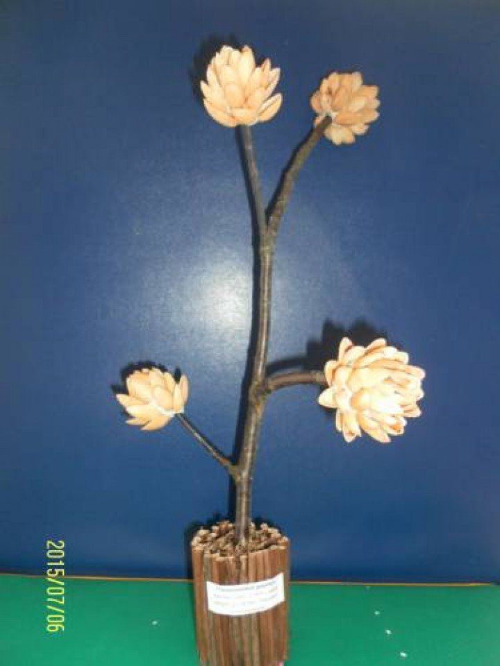 153. Тюльпановое дерево